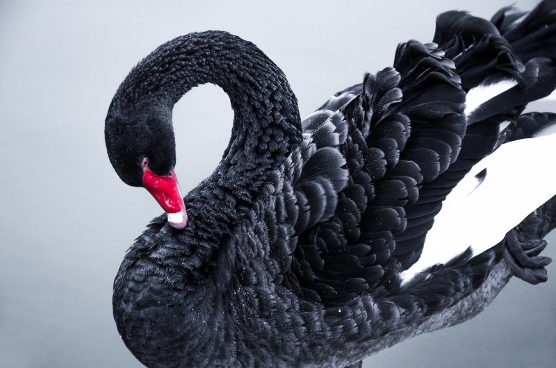 Imagen de un cisne negro acicalándose sobre el agua.